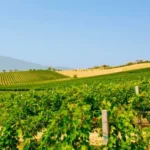 La via dei sapori del Piceno