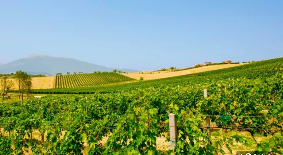 La via dei sapori del Piceno